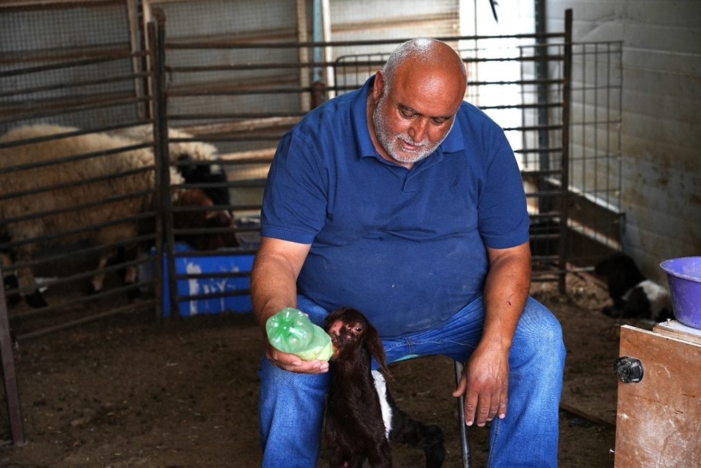 Abu Mahmoud feeds a goat at his farm in the West Bank. 