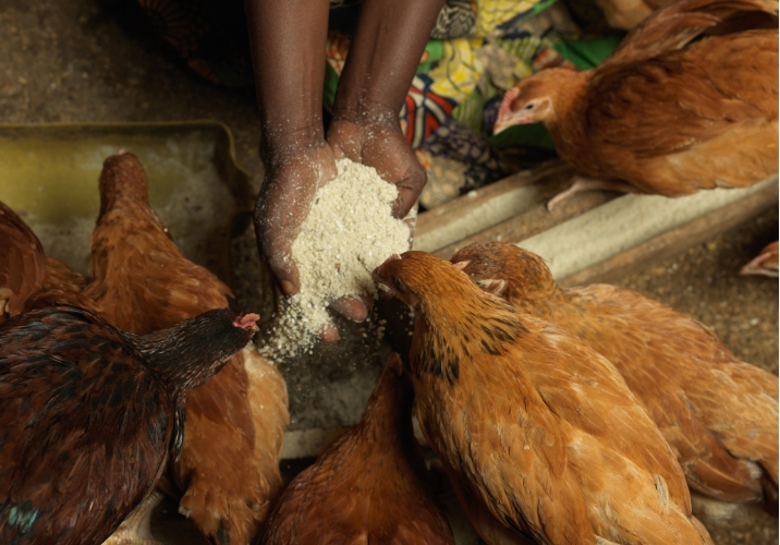 Person feeding group of chickens grains.