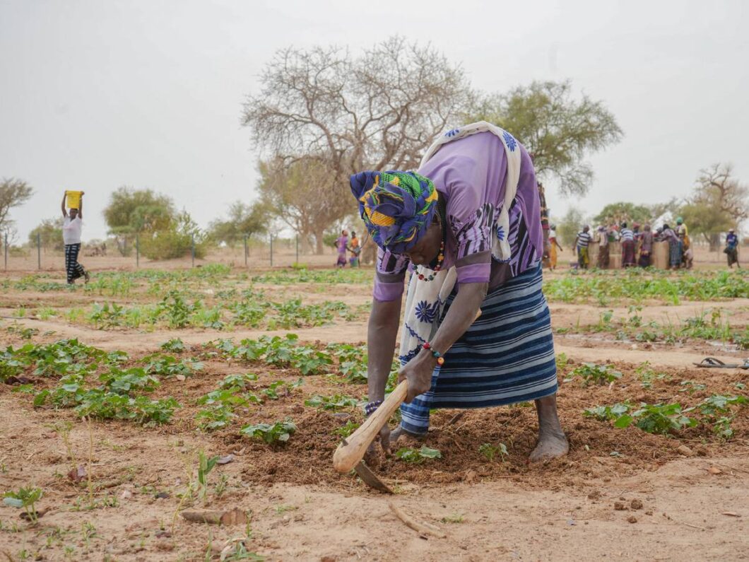 Woman farmer in Mali tending to crops amid drought from climate change.