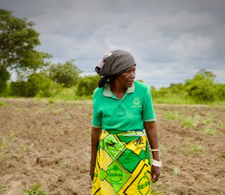 Woman farmer in Zambia in crop field amid drought.