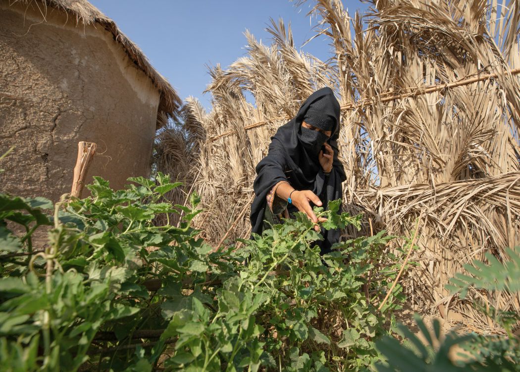Woman farmer in Pakistan a climate-smart garden.