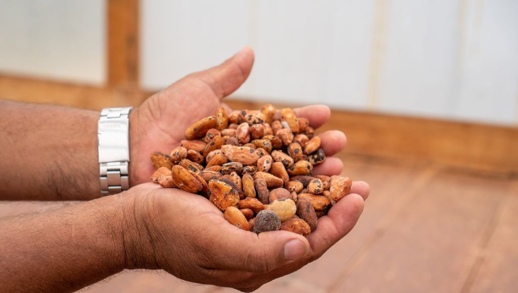 Víctor, a coffee farmer in Guatemala, examines his coffee crops.