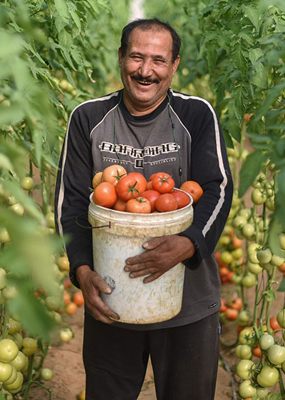 A man carries tomatoes in the Occupied Palestinian Territories.