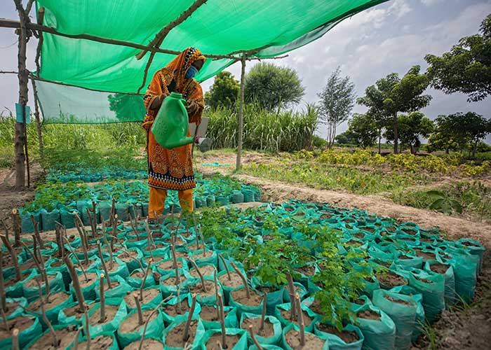 Women, growing food in Pakistan, tends to her crops.
