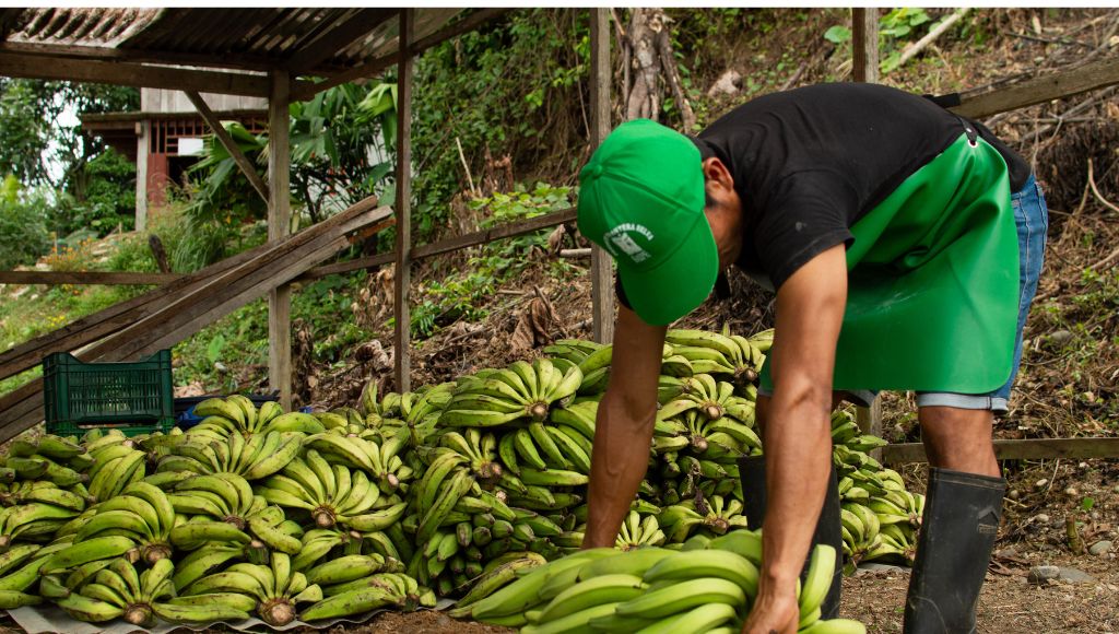 Farmer examining banana crop yields in Peru.