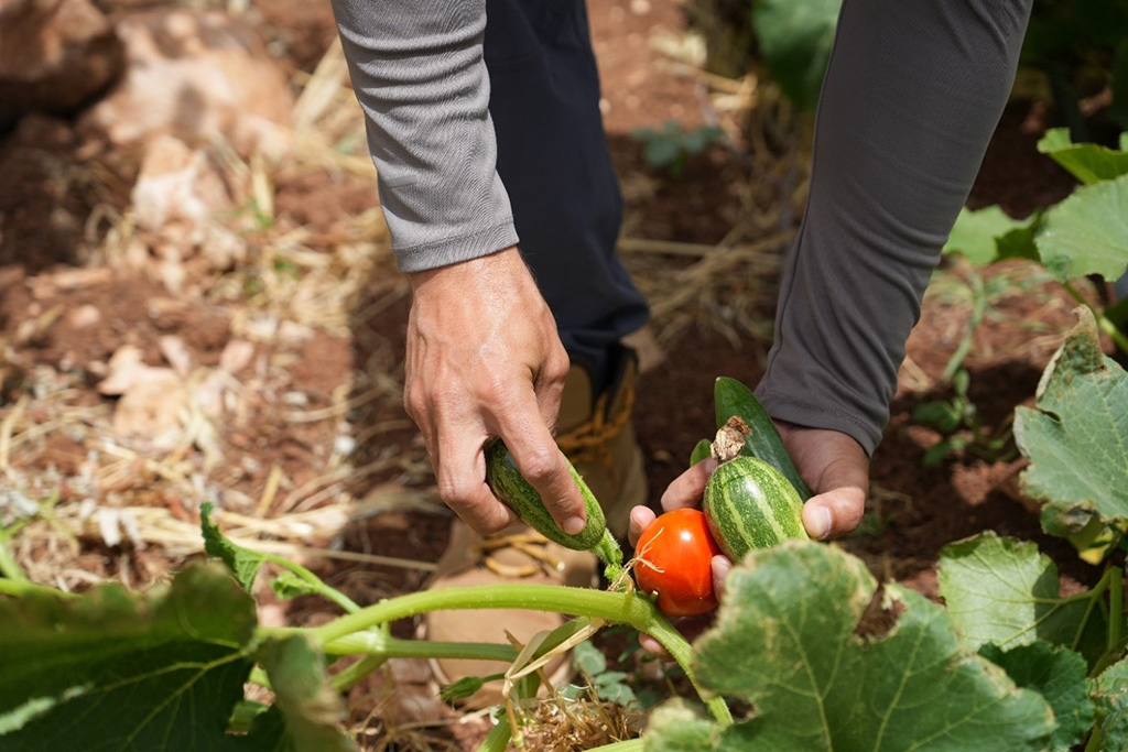 A man picks tomatoes and courgettes from his farmland in the West Bank.