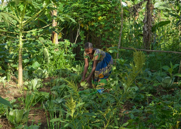 Women in Uganda uses crop solutions to world hunger.